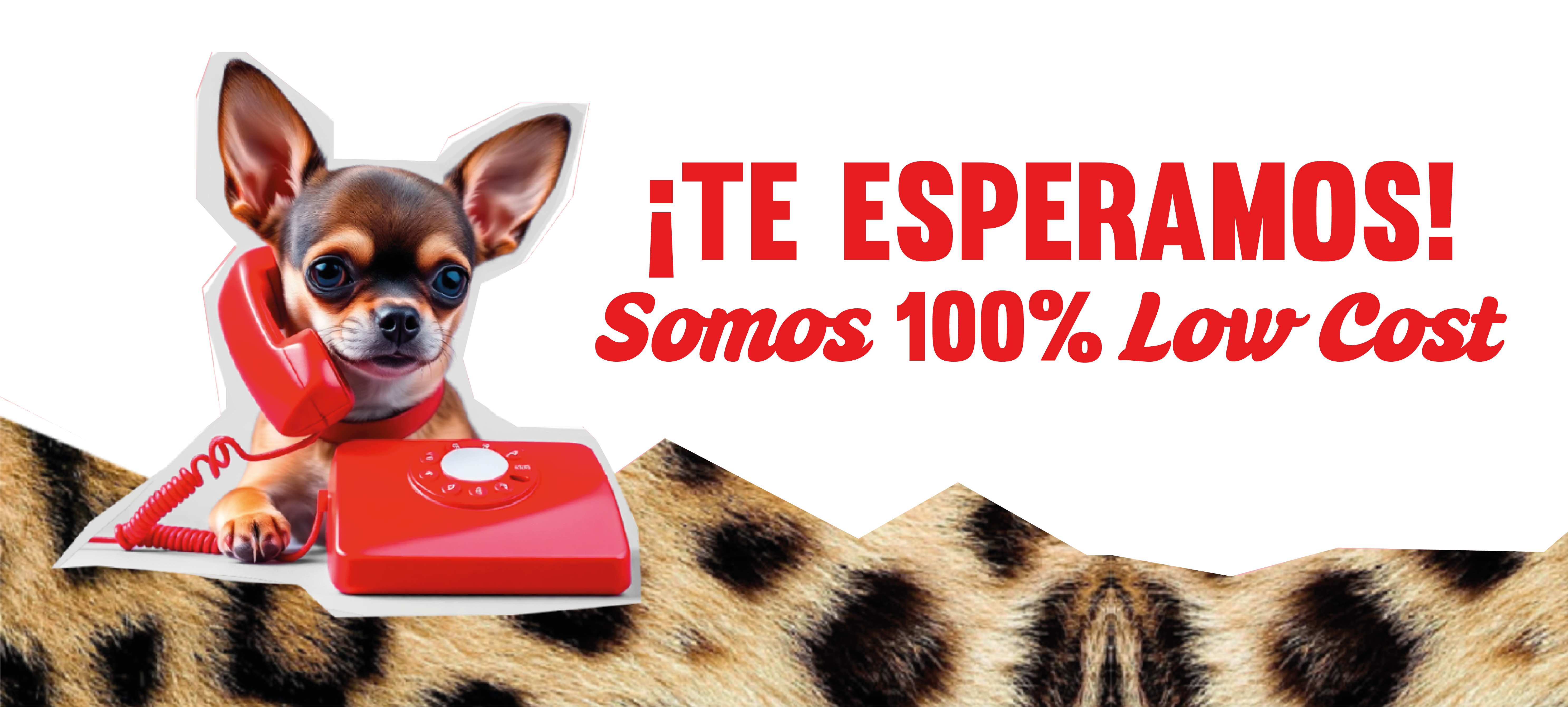 Chihuahua la china print